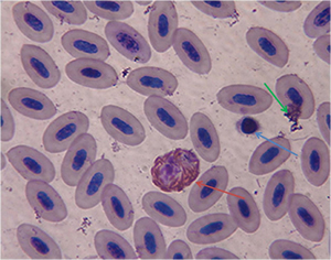 Avian White Blood Cell Counts – The Owen Lab